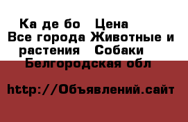 Ка де бо › Цена ­ 25 - Все города Животные и растения » Собаки   . Белгородская обл.